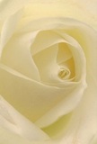 Drawn into the gentle heart of a creamy white rose, the viewer is enveloped by its quietly enchanting spiral of petals-a botanical embrace so often found in the thoughtful bouquets of Bracknell Forest. The soft, matte petals roll inwards with patient elegance, their almost translucent edges catching the diffused morning light akin to that which graces the glades near The Lexicon. Subtle blending of ivory and barely-there gold brings a sense of warmth, while delicate shadows nestle between the folds, lending subtle drama. The sense of calm pervades, similar to the peace after a summer rain in Bracknell's woodlands. Imagining the faint, clean scent of the rose is to recall the freshness that marks new beginnings. Perfectly arranged by local florists, this rose is an emblem of both delicacy and strength-an ideal flower for conveying sympathy, admiration, or marking meaningful milestones in the community. Every detail, from the precision of its spiral centre to the fine apparent texture, reveals the care and artistry infused by Bracknell Forest's own. This blossom becomes a tangible expression of quiet reverence, designed to comfort, inspire, and elevate every moment it graces.